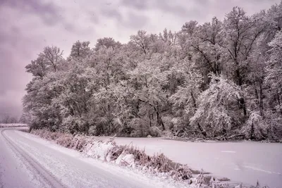 Serene winter scene with snow-covered trees and a winding road in Weaver, MN.